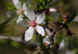 almond trees in bloom